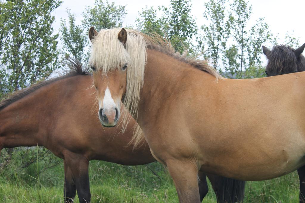 Myri - Studio Lodge Selfoss Kültér fotó