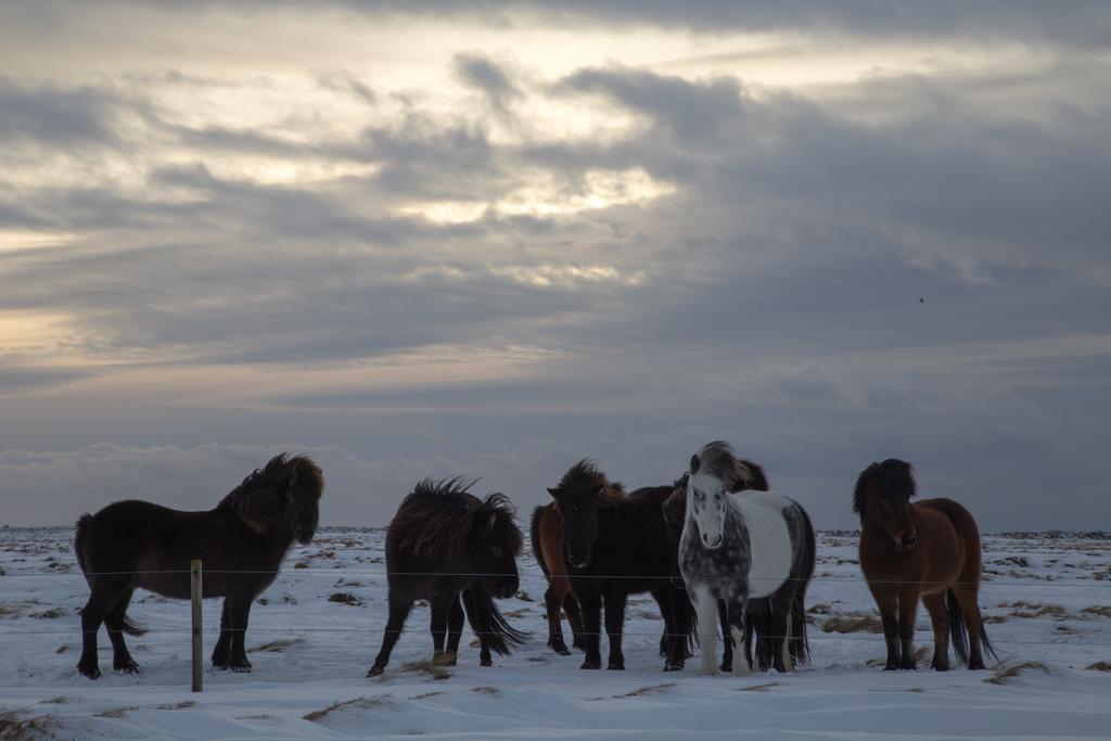 Myri - Studio Lodge Selfoss Kültér fotó